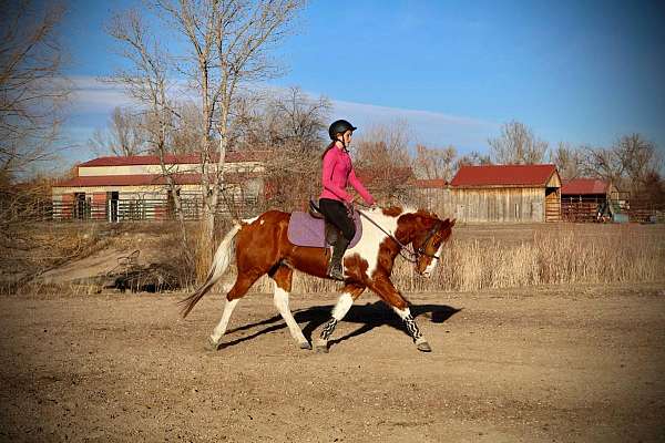 paint-quarter-horse