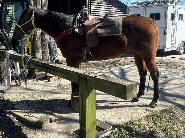 quarter-horse-gelding