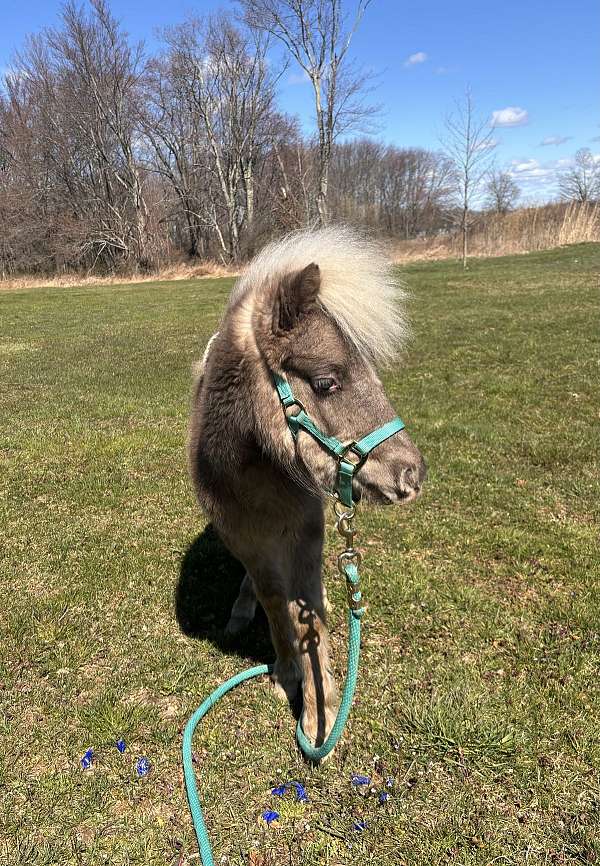 white-maine-pony