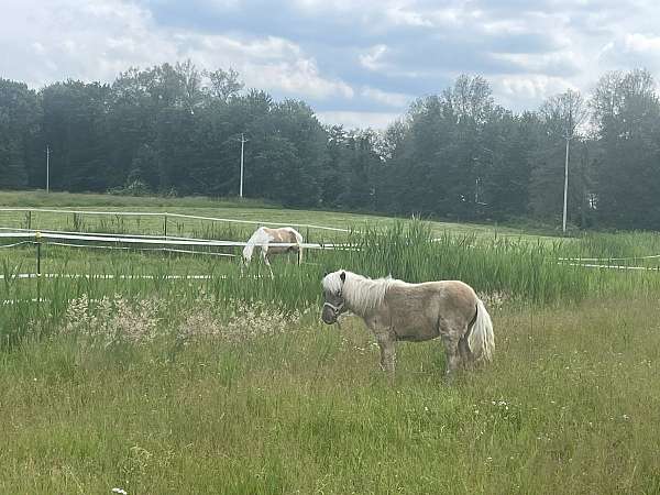 roan-white-maine-pony