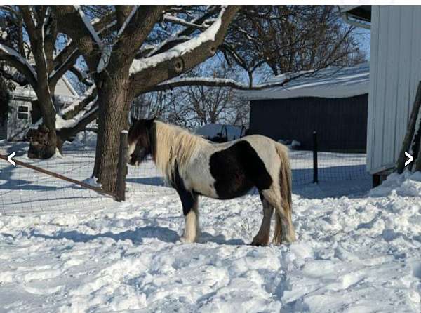 mini-gypsy-miniature-horse