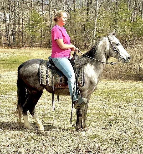 buys-tennessee-walking-horse