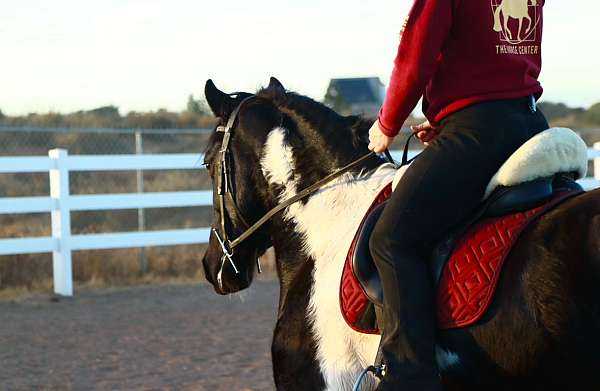 piebald-friesian-gelding