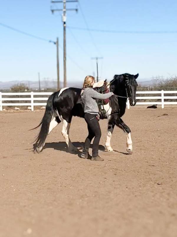 piebald-classical-horse