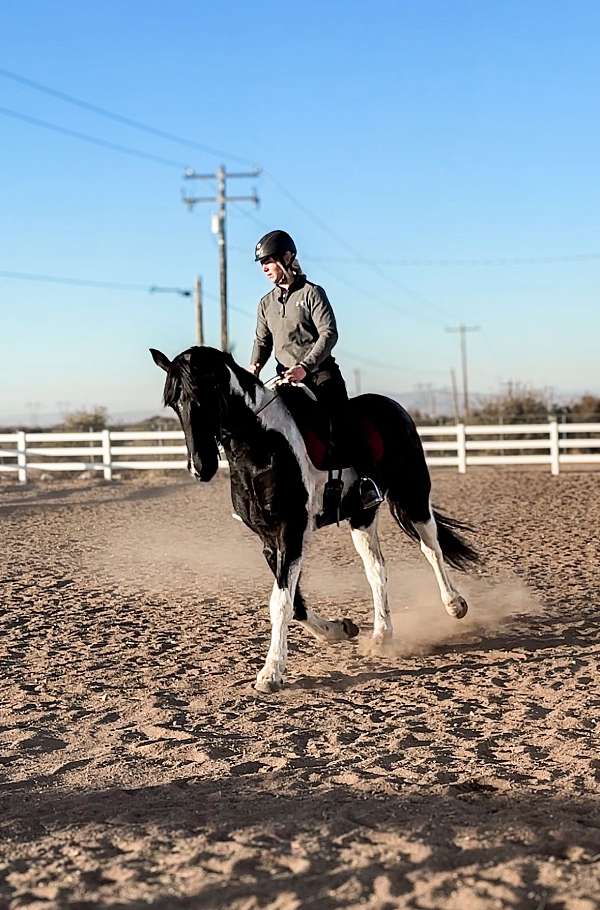 piebald-fshr-gelding