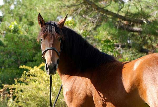 all-around-lusitano-horse