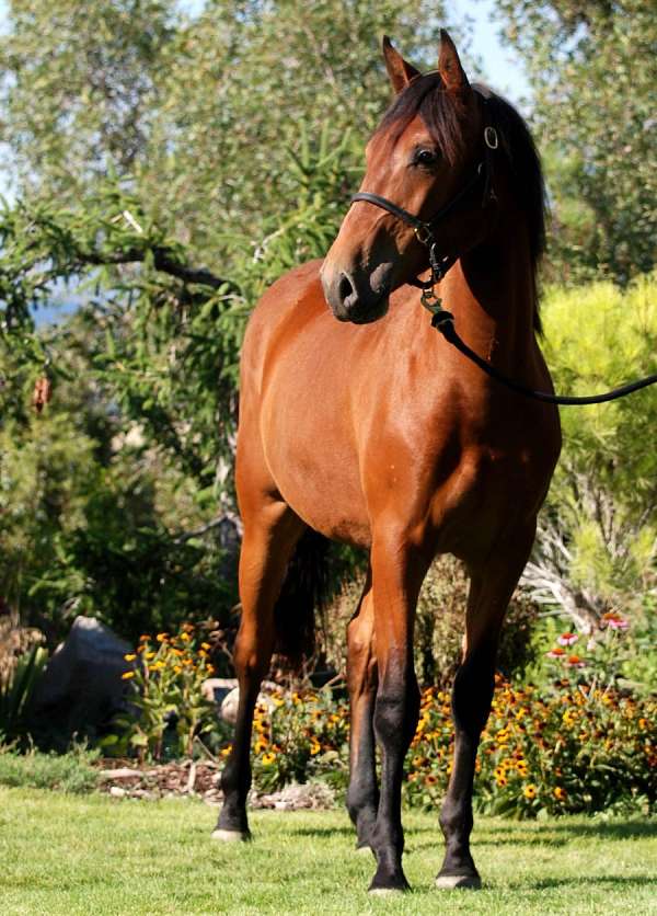 athletic-lusitano-horse