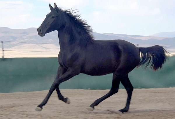 black-lusitano-colt-gelding