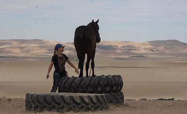 working-equitation-colt-gelding