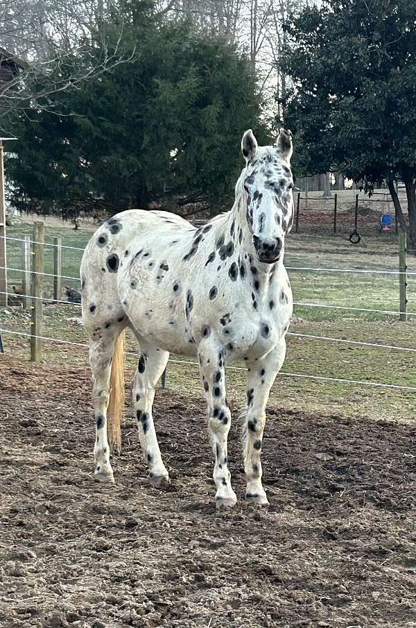 appaloosa-mare