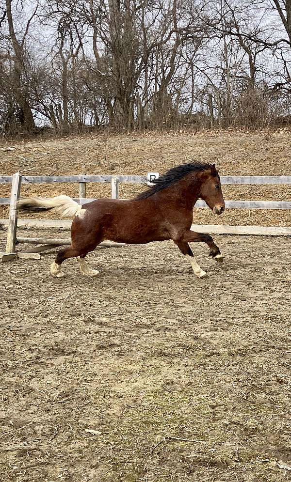 amish-trained-paint-pony