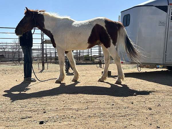 flashy-gaited-spotted-saddle-horse