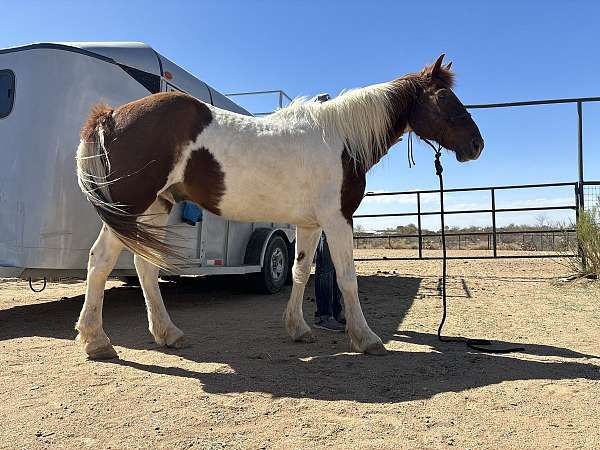 flashy-gaited-gelding