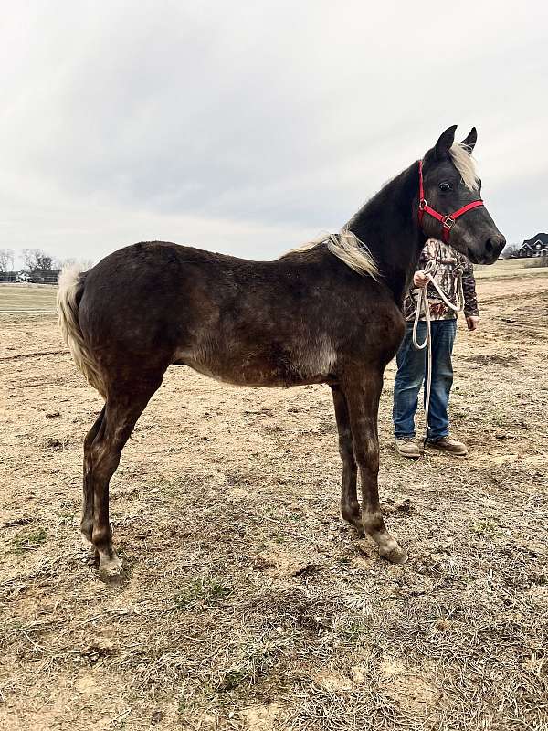 chocolate-aqha-rmha-colt