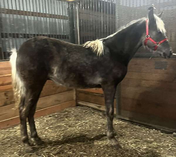 chocolate-aqha-rmha-stallion