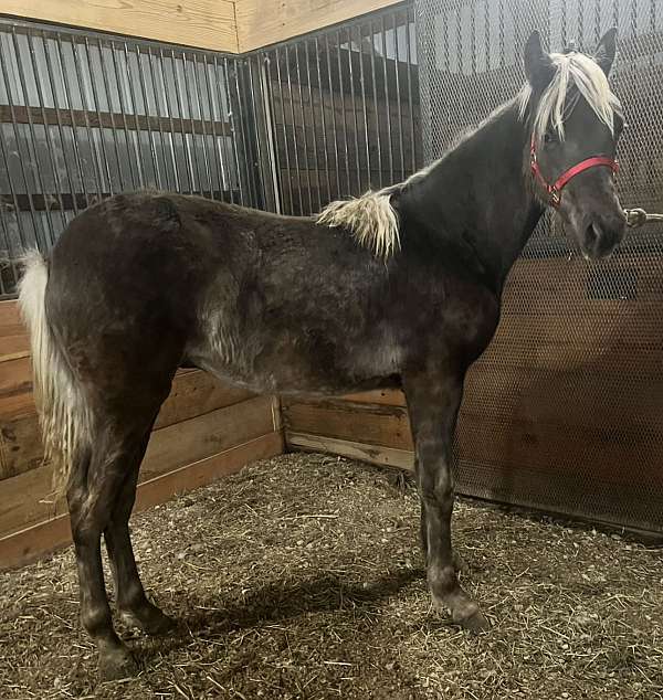 chocolate-aqha-rmha-gelding