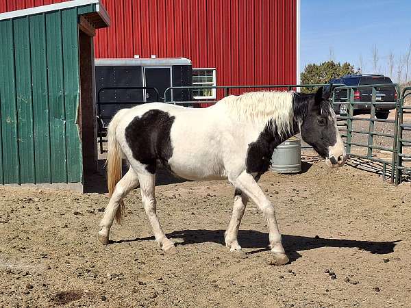 18-year-old-mare-tennessee-walking-horse