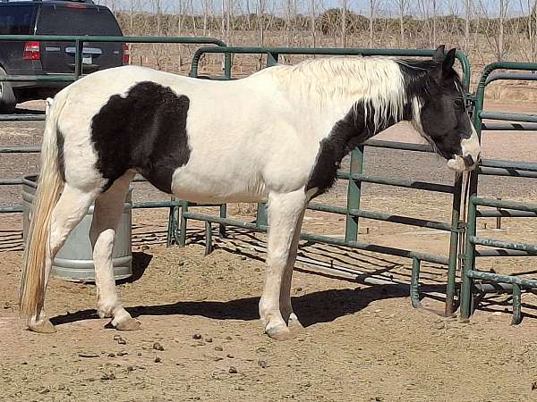 was-well-trained-tennessee-walking-horse