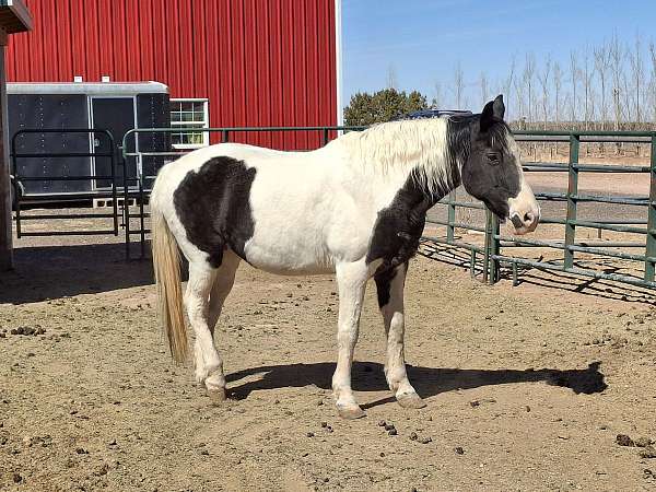 18-year-old-mare-horse