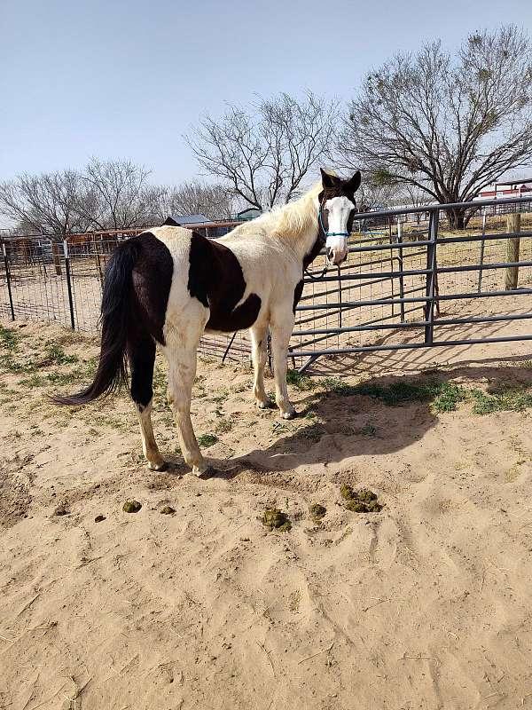 15-hand-gelding