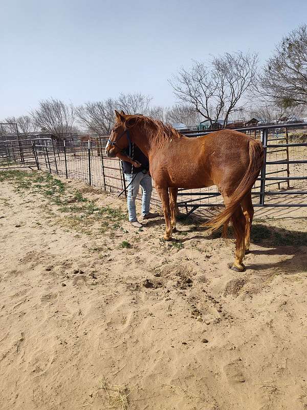 15-hand-gelding