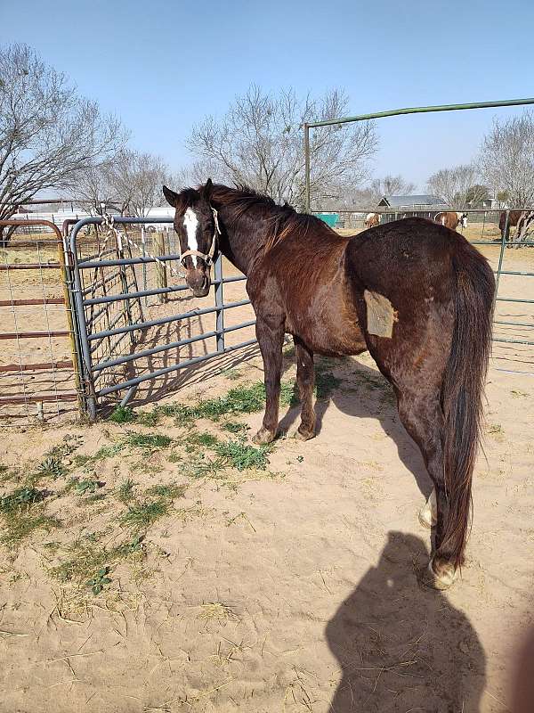 14-hand-gelding