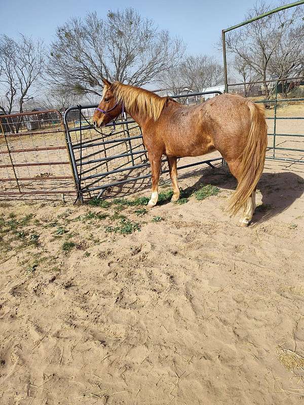 14-hand-gelding