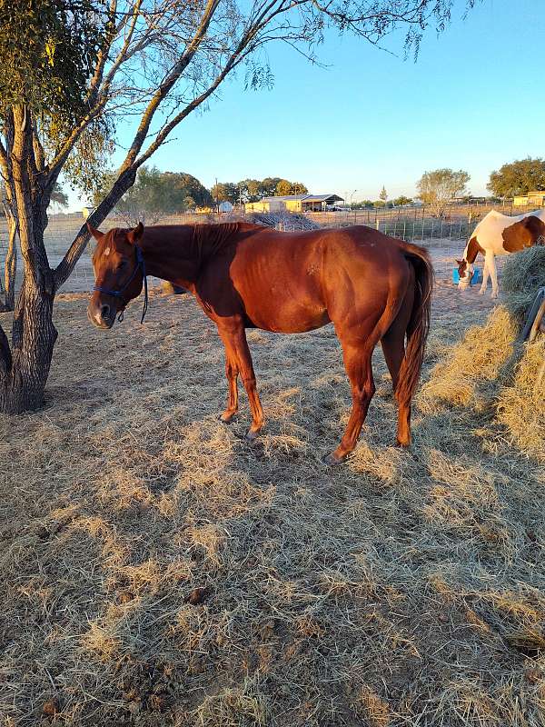 14-hand-gelding