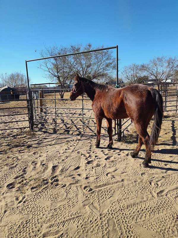 14-hand-gelding