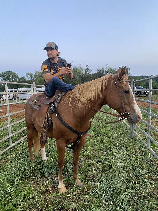 trail-riding-quarter-horse