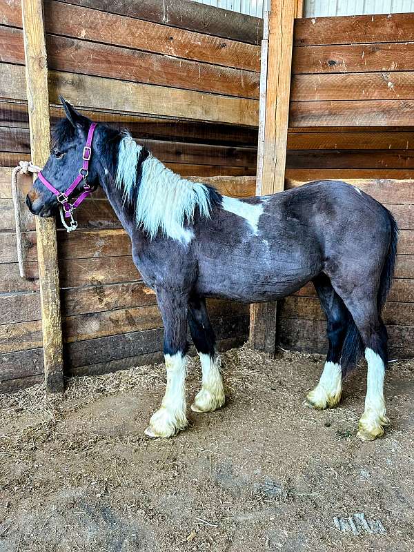 ranch-gypsy-vanner-pony