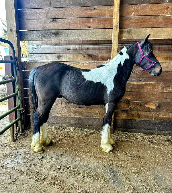 4h-gypsy-vanner-pony