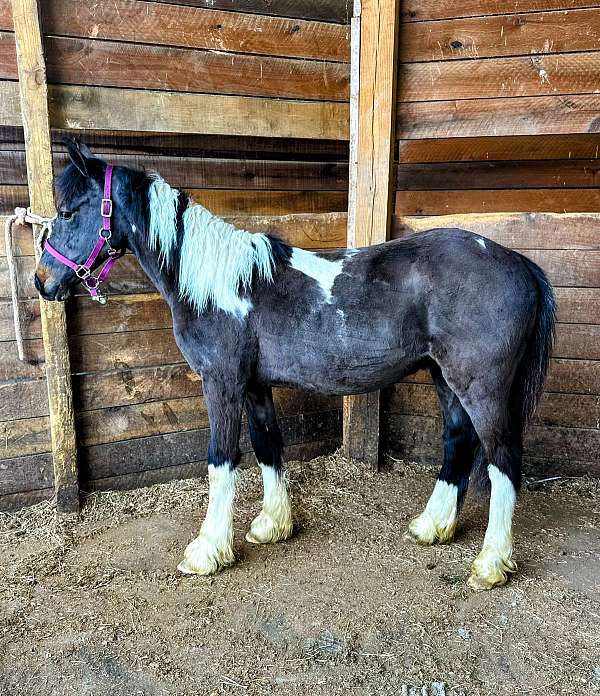 equitation-gypsy-vanner-pony