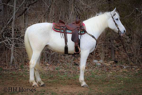 all-around-kentucky-mountain-horse