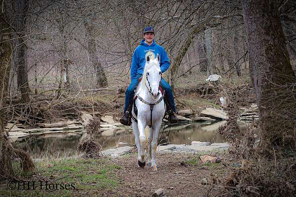 athletic-kentucky-mountain-horse