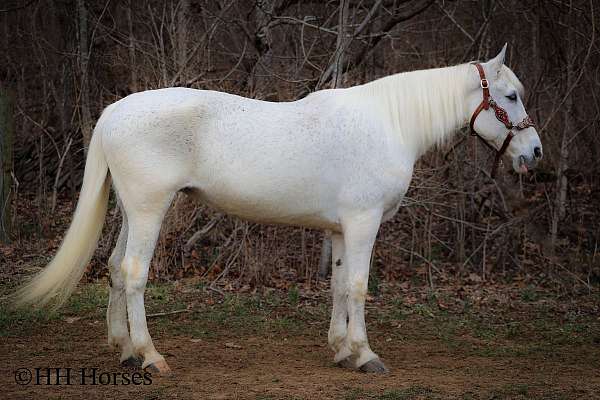 drill-team-kentucky-mountain-horse