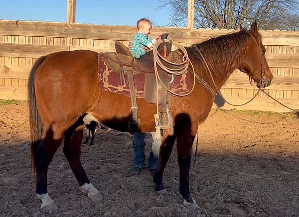 quarter-horse-gelding