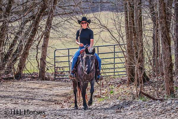 all-around-kentucky-mountain-horse