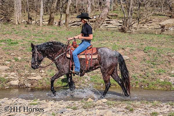 athletic-kentucky-mountain-horse