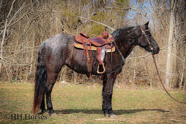 weste-kentucky-mountain-horse