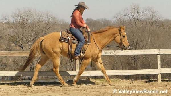 beginner-quarter-horse