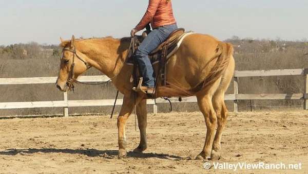 dressage-quarter-horse