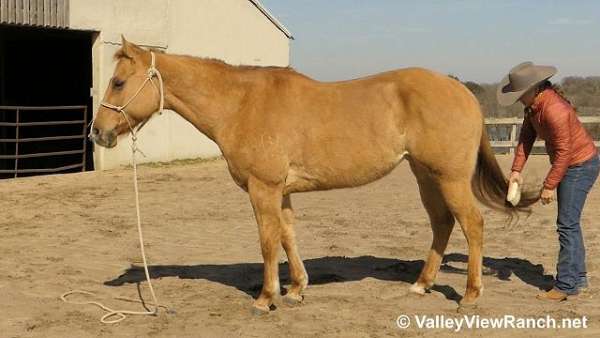 english-pleasure-quarter-horse