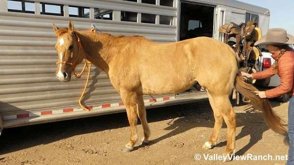 jumping-quarter-horse