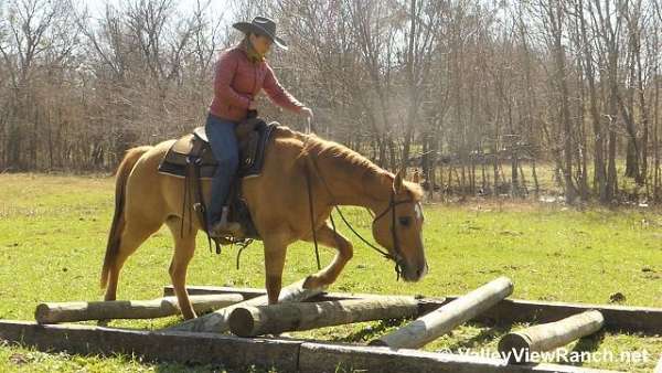 kid-safe-quarter-horse