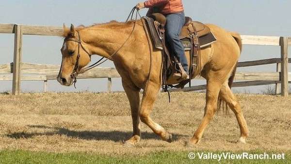 ranch-quarter-horse