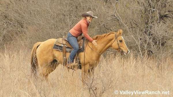 ranch-work-quarter-horse