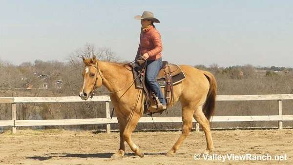 red-dun-quarter-horse-mare