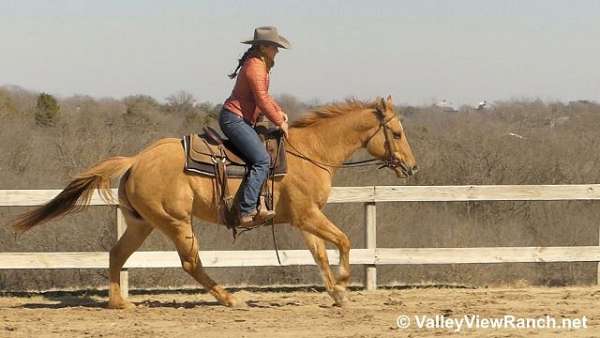 roping-quarter-horse