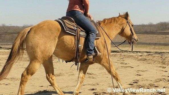 trail-riding-quarter-horse